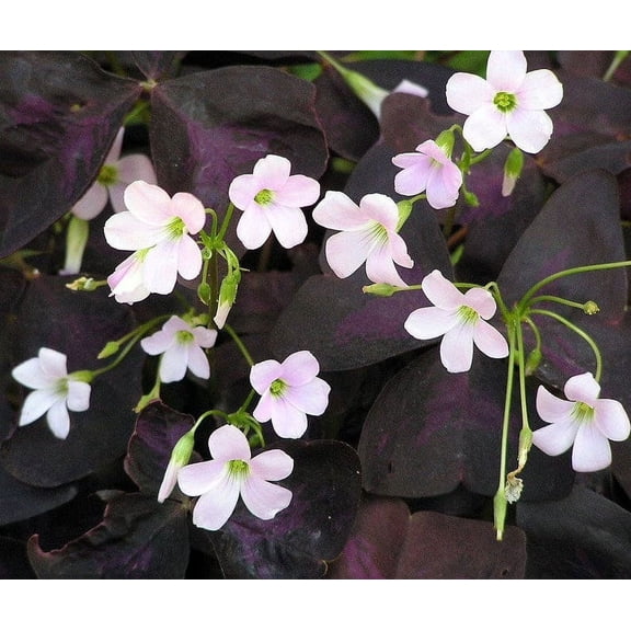 3 Rare 'Purple Rain' Shamrock Plants - Easy Houseplant - Oxalis - 4" Pots