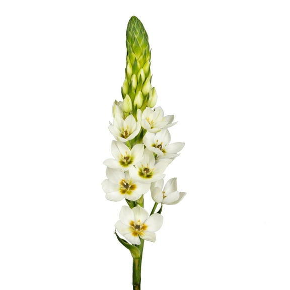 Ornithogalum - Farm Direct Fresh Cut Flowers - 120 Stems
