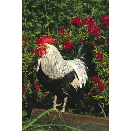 Rooster Perched on Stump by Rose Bush, (Breed- Creme Brabanter) Calamus, Iowa, USA Print Wall Art By Lynn M. (Best Looking Rooster Breeds)
