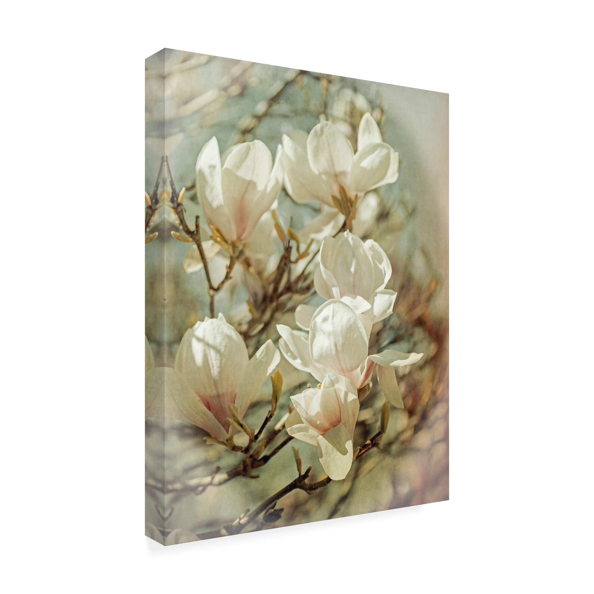 Trademark Fine Art 'Vintage Inspired Magnolias' Canvas Art by Brooke T. Ryan