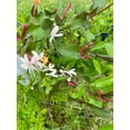 thumbnail image 3 of 2 Winter Honeysuckle Vine Plants, Rooted Vines in 3.5 inch pots, 3 of 5
