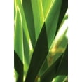 thumbnail image 2 of Erin Berzel 23x32 White Modern Wood Framed Wall Art Titled - Leaves and Light I, 2 of 5