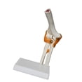 thumbnail image 2 of Modelo conjunto de codo humano Educación Educación Educación Médica capacitación médica resistente con ligamentos flexibles científicos para, 2 of 9
