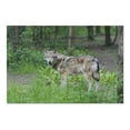 thumbnail image 2 of Wolf (19x27 inches, Premium 500 Piece Jigsaw Puzzle for Adults and Family, Made in USA), 2 of 4