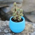 thumbnail image 2 of Flower Pot Seedling Flower Container Seedling Pot Plastic Flower Pot Succulent Pot Succulent Pot Mini Seedling Flower Container Plastic Flower Pot For Garden Courtyard Balcony, 2 of 2
