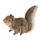 thumbnail image 1 of SQUIRREL GRIS SENTADO 9 L HANSA, 1 of 1