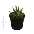 thumbnail image 5 of United Nursery 4 Pack of Live Zebra Plant Green and White Succulent Plants in 4in Grower Pots, 5 of 11