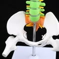 thumbnail image 4 of koolsoo 45cm de Haut Modèle de Colonne Vertébrale Humaine Outil d'Anatomie Médicale Modèle d'Enseignement Professionnel, 4 of 9