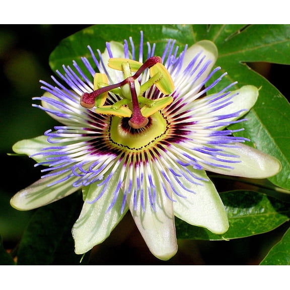 Edible Passion Vine Plant - 4" Pot - Passiflora caerulea - Exotic!