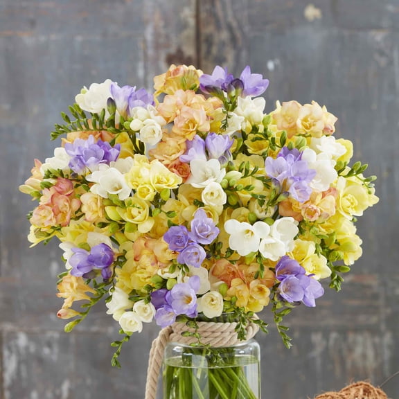 Eden Brothers Freesia Bulbs - Pastel Mix