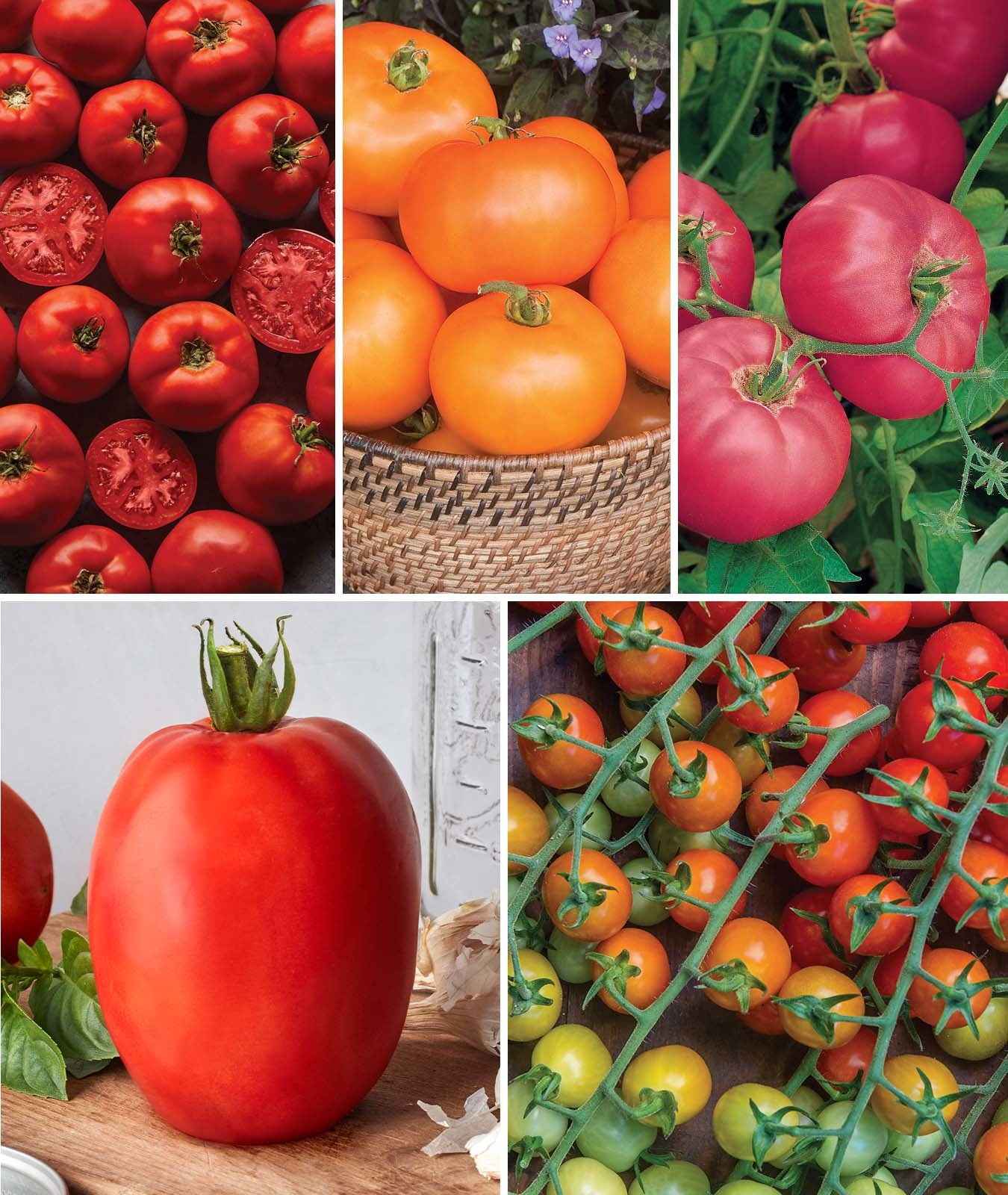 Burpee Best 10 Tomato Seed Collection, Annual Vegetable, Full Sun Lifecycle