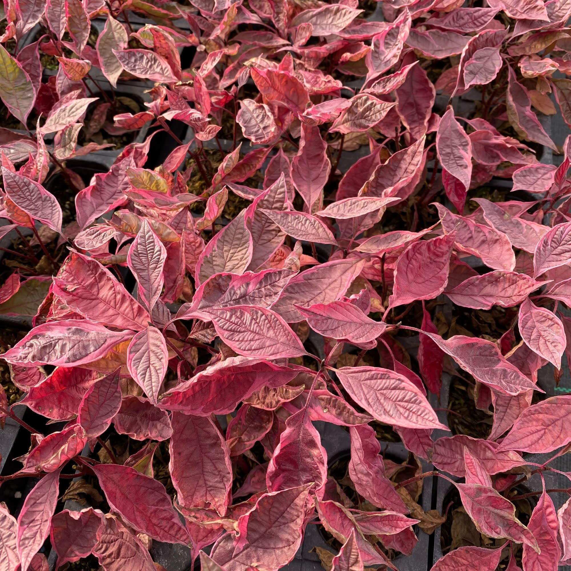 Proven Winners ColorChoice 5" Sgt. Pepper Dogwood Live Plant in 4.5" Pot (4 Count)