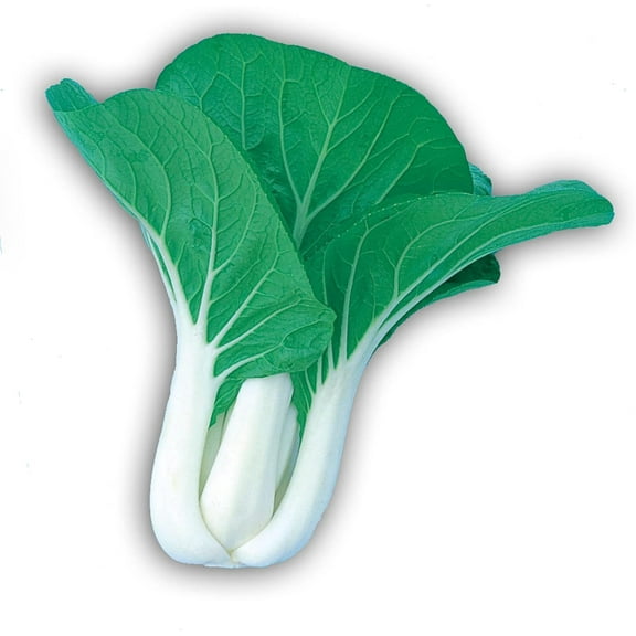 Cabbage Seeds - Pak Choi - Dwarf White Stem - 3 g Packet ~740 Seeds - Non-GMO, Heirloom - Asian Garden Vegetable & Microgreens