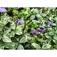 thumbnail image 6 of RedCrocus Ralph Shugert Myrtle Vinca minor - Evergreen Ground Cover with Purple-Blue Flowers, Hardy, Deer Resistant, Pollinator Attractant, Container & Shade Plant  1 Gallon (Pack of 4), 6 of 34