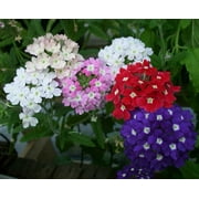 6pack Verbena Basic