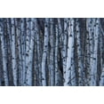 thumbnail image 2 of Delisle, Gilles 18x13 Gold Ornate Wood Framed with Double Matting Museum Art Print Titled - Canada, Quebec, Yamaska NP Gray birch forest, 2 of 4
