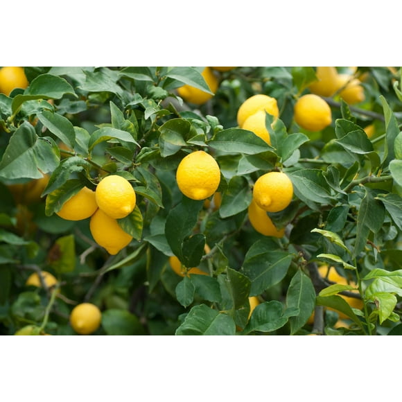 Dwarf Meyer Lemon Tree