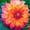 D, variant on Dahlia, Low Maintenance - Easy Grow - Ideal for Beds Borders, Plant Pots & Planters