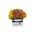 thumbnail image 2 of Better Homes & Gardens 1.5G Garden Mum Live Plant in Grower Pot, 2 of 10