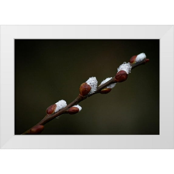 Cseresnjes, Anna 32x22 White Modern Wood Framed Museum Art Print Titled - Early spring