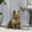 Gold + Magnesium Oxide, variant on Rustic Gold French Bulldog Garden Statue, Outdoor Dog Sculpture for Patio Decor, 16L x 9.5W x 17H Inches, No Assembly Required