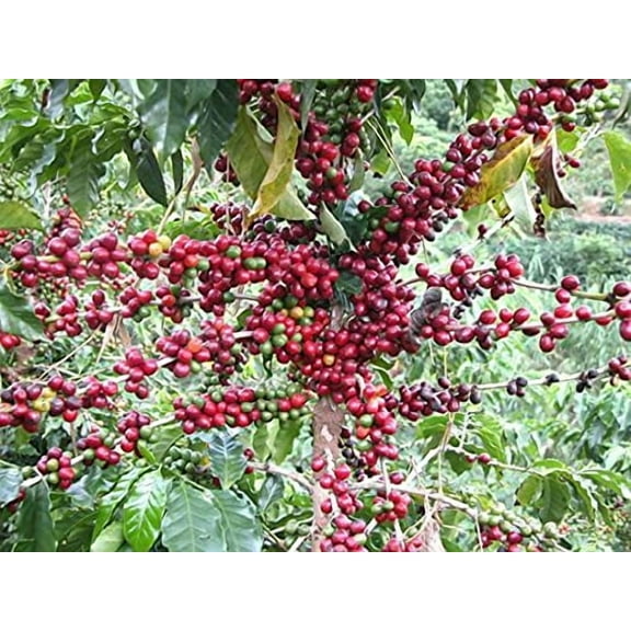Generic Coffee Seeds for Planting(30 Seeds)