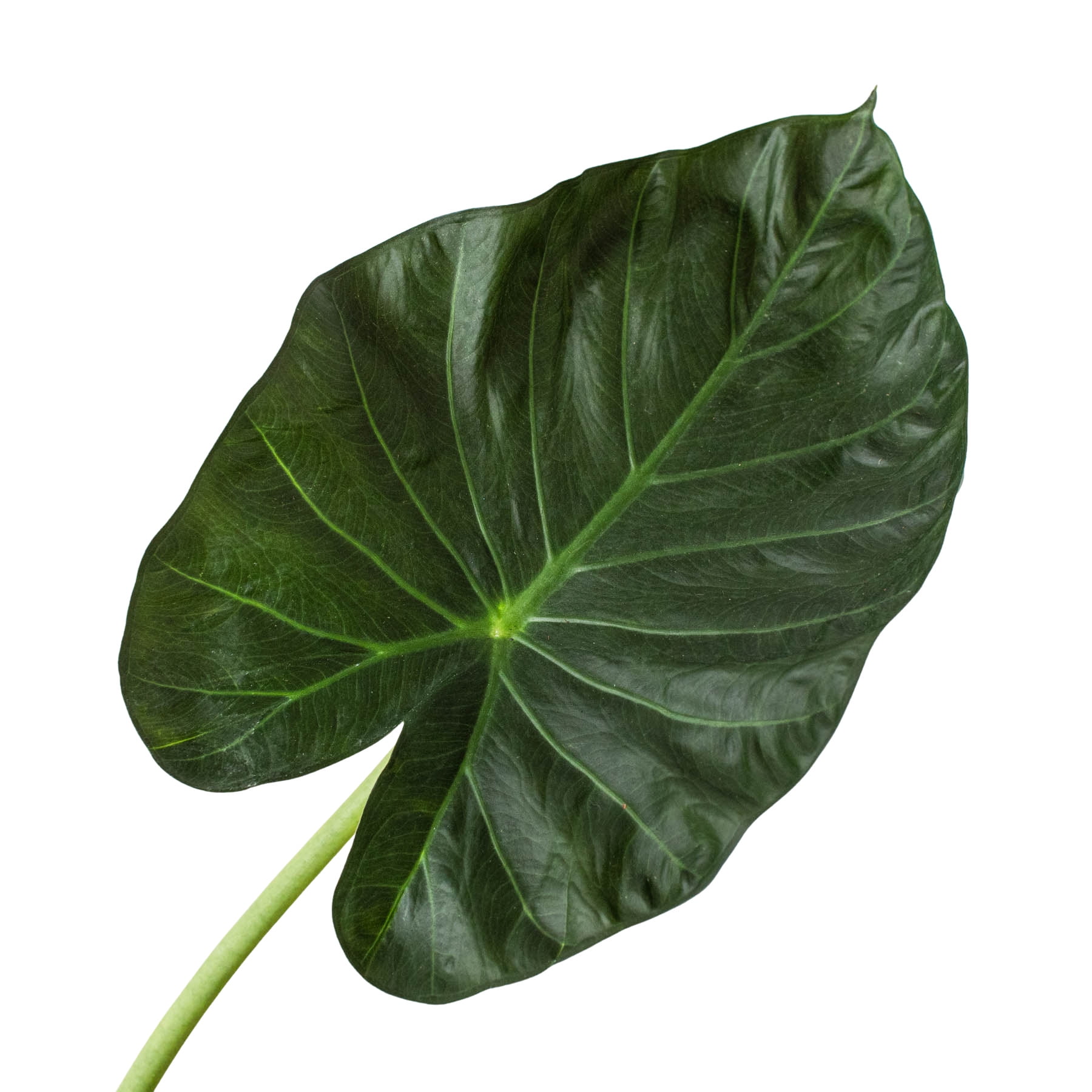 Alocasia 'Regal Shields', 6" Pot, Indoor Houseplant, Easy Care, Live Plant for Indoor & Outdoor
