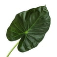 thumbnail image 2 of Alocasia 'Regal Shields' | Live Plant for Indoor & Outdoor, 2 of 5