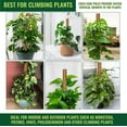thumbnail image 4 of GARDENERA Coco Coir Poles for Monstera (Pack of 4) - 12" Monstera Plant Stakes, Sphagnum Handmade Coco Stick, Potted Plants Support/Totem Perfect for Small/Medium Climbing Plants Indoor, 4 of 7