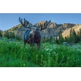 thumbnail image 2 of Garber, Howie 18x13 Gold Ornate Wood Framed with Double Matting Museum Art Print Titled - Grazing bull moose eye to eye with photographer-Wasatch Mountains-Alta-Utah-USA, 2 of 4
