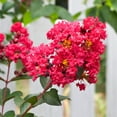 thumbnail image 4 of Brighter Blooms - Tonto Crape Myrtle Tree, 2-3 ft. - No Shipping to AK, AZ, HI, OR, 4 of 6