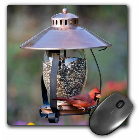 3dRose Northern Cardinal on copper lantern hopper bird feeder, Marion Co. IL - Mouse Pad, 8 by 8-inch