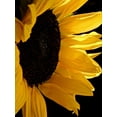 thumbnail image 2 of Burkhart, Monika 25x32 Gold Ornate Wood Framed with Double Matting Museum Art Print Titled - Sunlit Sunflowers II, 2 of 4