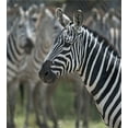 thumbnail image 3 of African Duvet Cover Set, Zebra in Serengeti National Park Savannah Animal in Desert Picture, Decorative 2 Piece Bedding Set with 1 Pillow Shams, Twin Size, Reseda Green White Black, by Ambesonne, 3 of 3