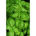thumbnail image 2 of Genovese Sweet Basil Seeds/ Annual/ Full Sun/ 270K Seeds 1lb/ Zellajake Farm and Garden - B13, 2 of 6