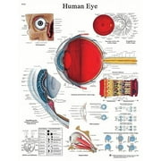 Anatomical chart: eye, laminated