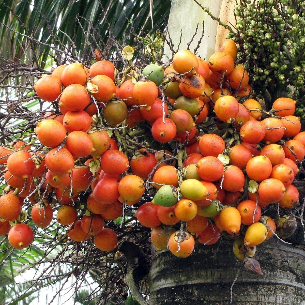 Foxtail Palm - Live Plant in a 3 Gallon Pot - Wodyetia Bifurcata - Rare Ornamental Palms of Florida