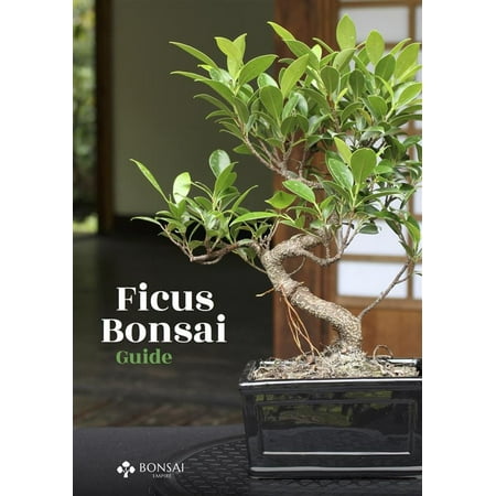 Ficus Bonsai Guide - eBook
