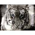 thumbnail image 2 of Villa, Mlli 32x25 White Modern Wood Framed Museum Art Print Titled - Tiger Look, 2 of 4