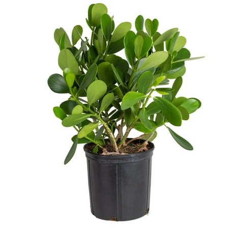 Costa Farms 22" Green Clusia Live House Plants in 10" Grower Pot