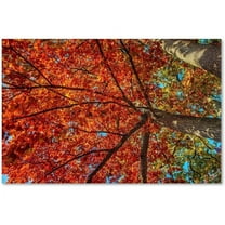 Trademark Fine Art "New York Fall-II" Canvas Art by David Ayash