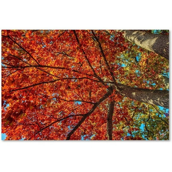 Trademark Fine Art "New York Fall-II" Canvas Art by David Ayash