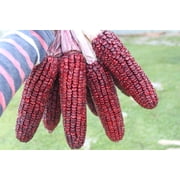 35 Seeds BLOODY BUTCHER Red CORN Edible & Ornamental Heirloom Zea Mays Vegetable Seeds