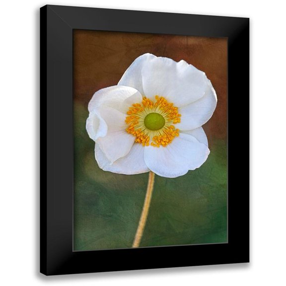 Robertson, Leda 11x14 Black Modern Framed Museum Art Print Titled - Playful Petals I