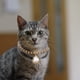 thumbnail image 3 of Collar para gatos, collar para perros, gema premium con colgante, collares ajustables para gatos y blanco, 3 of 8