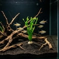 thumbnail image 6 of SouMaox Artificial Aquarium Flowers, Lifelike Plastic Seaweed Decor for Fish, Soft Kelp Ornaments for Fish Hideout and Breeding, Realistic Underwater Landscape, 1.69" x 1.02" x 13.78" Green, 6 of 6