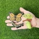 thumbnail image 5 of Simulation Life Cycle Figurine of a Monarch Butterfly Growth Cycle Insect Animals Educational Biolog, 5 of 5