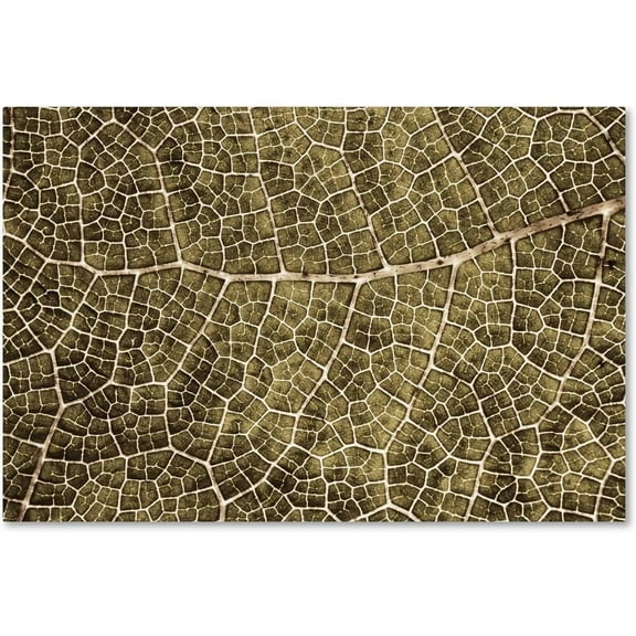 Trademark Fine Art 'Sepia Leaf Texture' Canvas Art by Cora Niele
