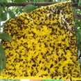 thumbnail image 3 of 20x Tablero Adhesivo para Trampa Moscas Doble Cara Pegatina Pegamento Antitrips Insectos (10x20), 3 of 9