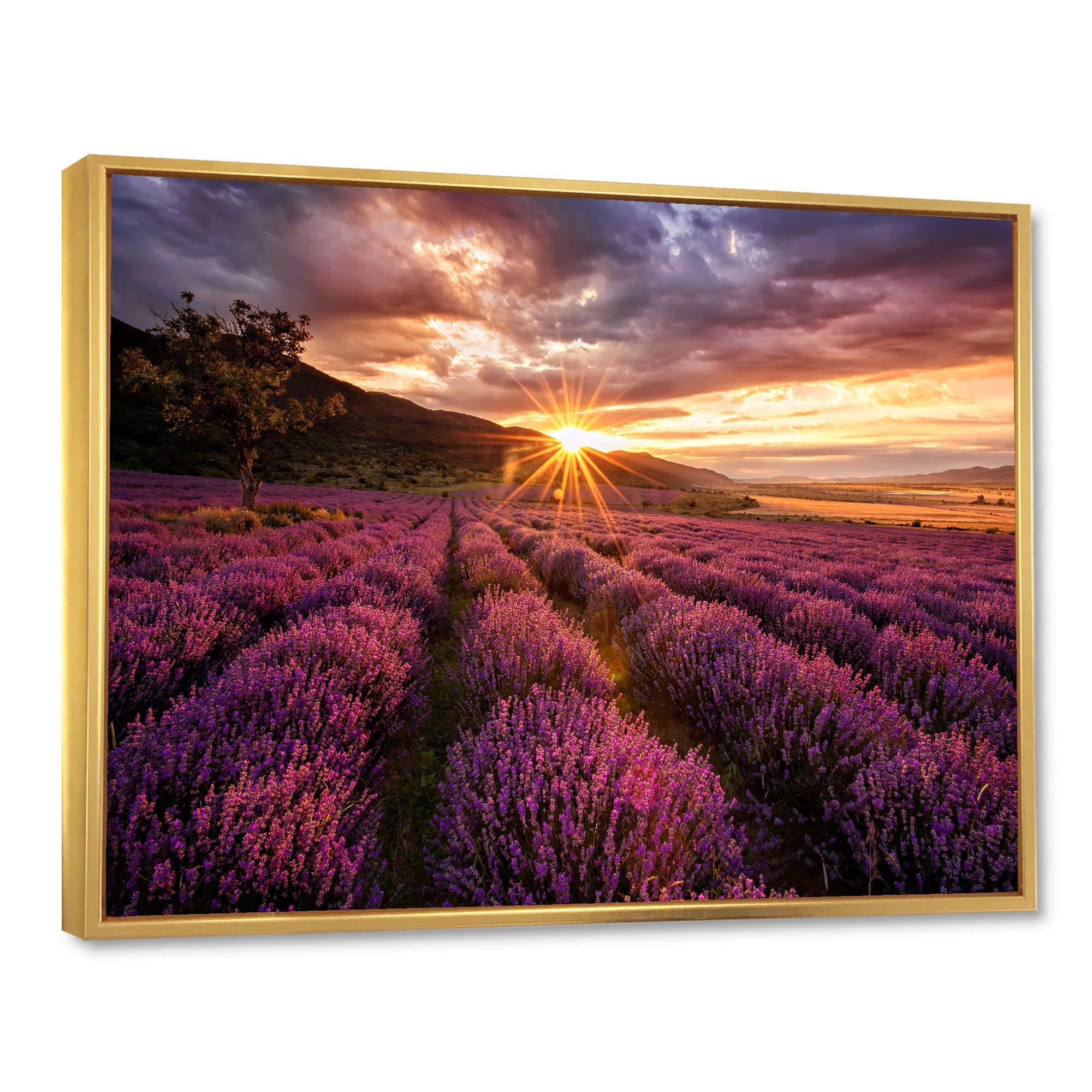 Designart 'Dramatic Clouds and Sunrise Over Lavender Field IV' Farmhouse Framed Canvas Wall Art Print